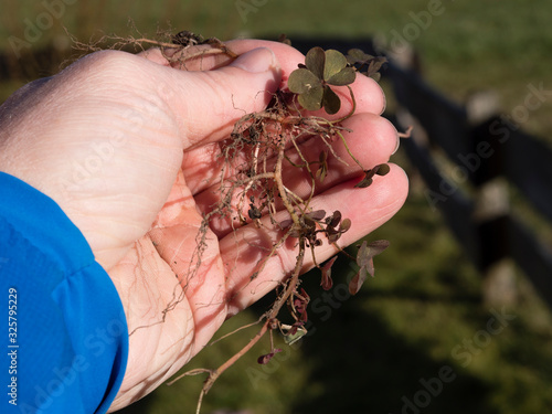 wood sorell - Oxalis in gardeners hand