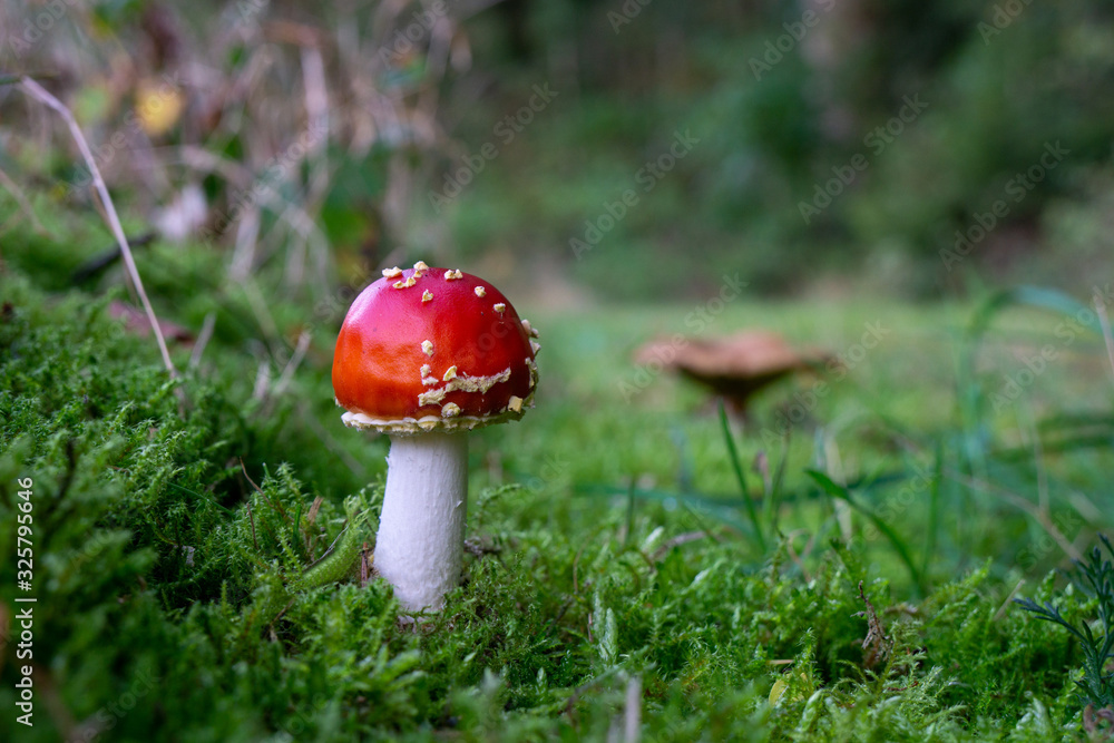 fliegenpilz fliegenpilz