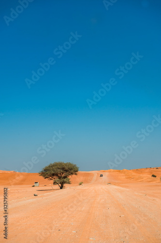 Tree beside the road of Wahiba Sands desert  Oman