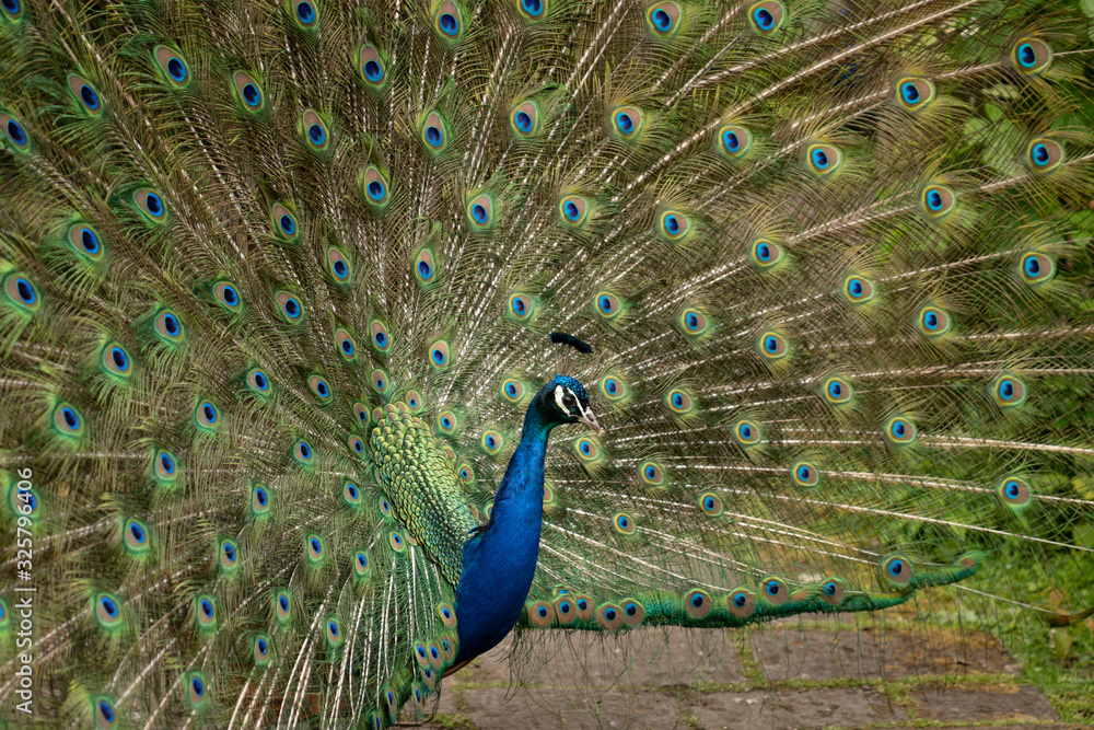 Obraz premium Indian Peacock or Peafowl displaying his majestic feathers