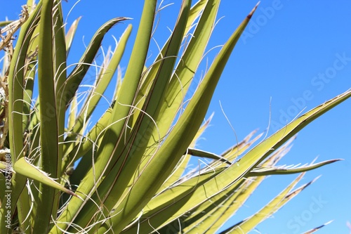 Fibers on spiky foliage of the native Yucca Schidigera, Mojave Yucca, were used by Traditional Desert People to make shoes, cordage, and cloth in what is now Joshua Tree National Park. photo