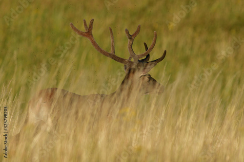 Portrait of deer head with growing antlers in spring on green pasture