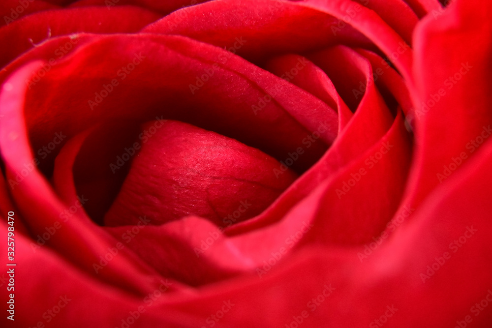 Naklejka premium Macro rose