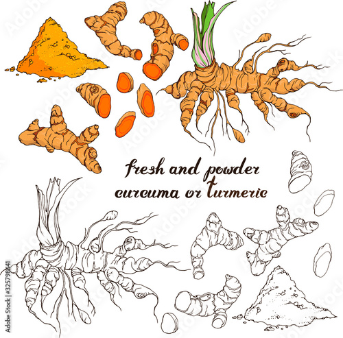 Vector set with hand drawn turmeric : root, slices, powder. Linear, line art and in realistic colors. Hand written lettering photo