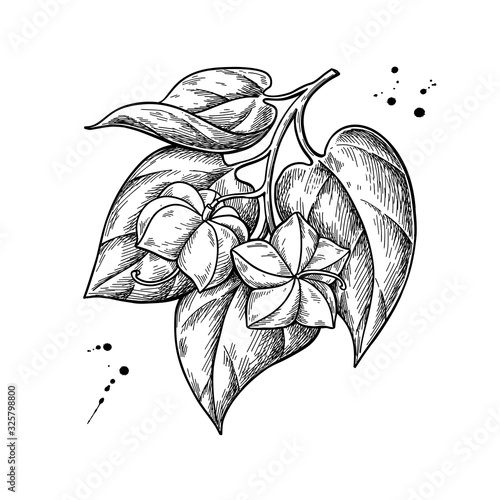 Sacha inchi vector drawing. Hand drawn plant branch with peanuts and leaves. Botanical illustration. photo