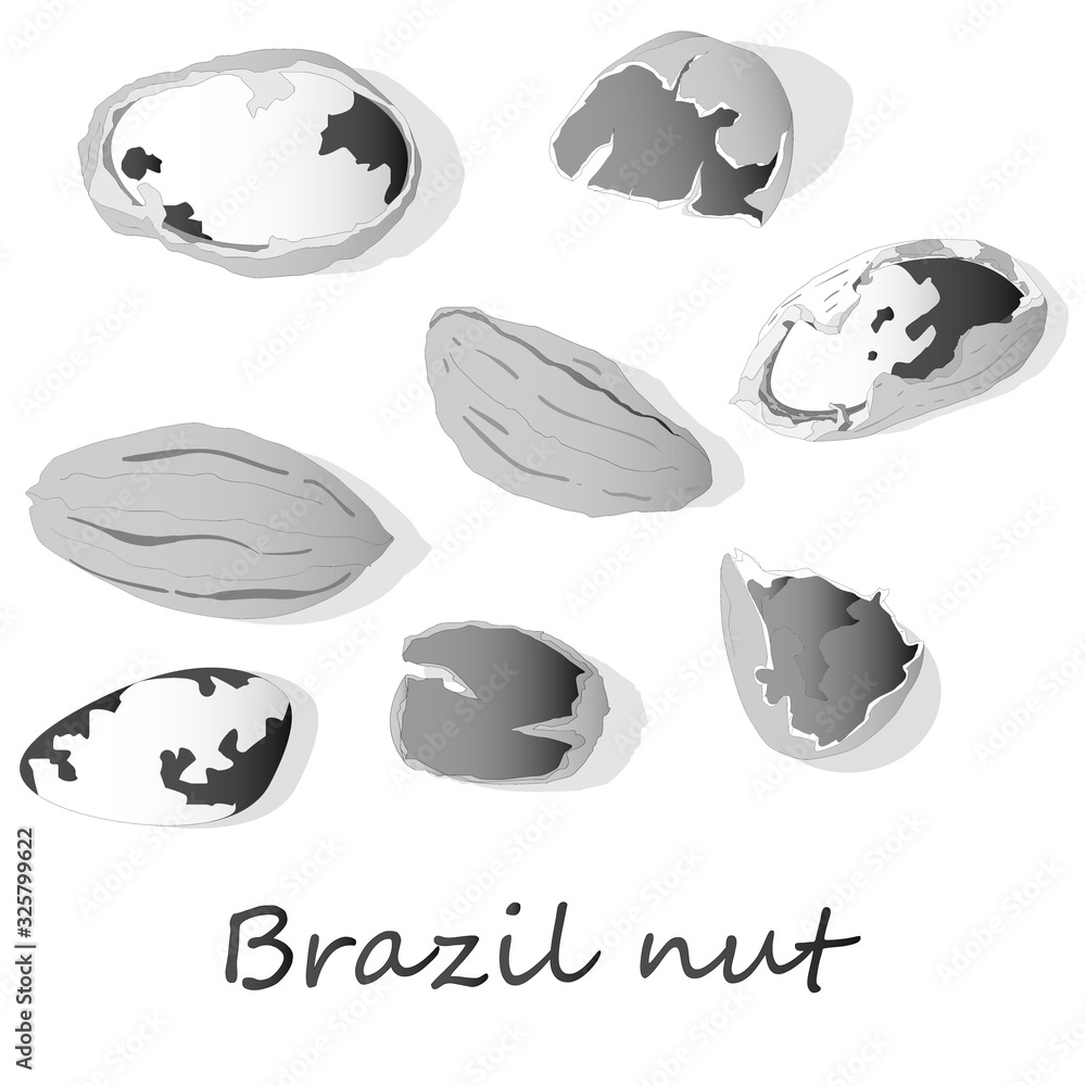 Bertholletia. Brazil nuts vector illustration on white close up..
