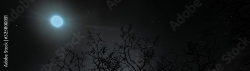 Fototapeta Naklejka Na Ścianę i Meble -  moon over the forest