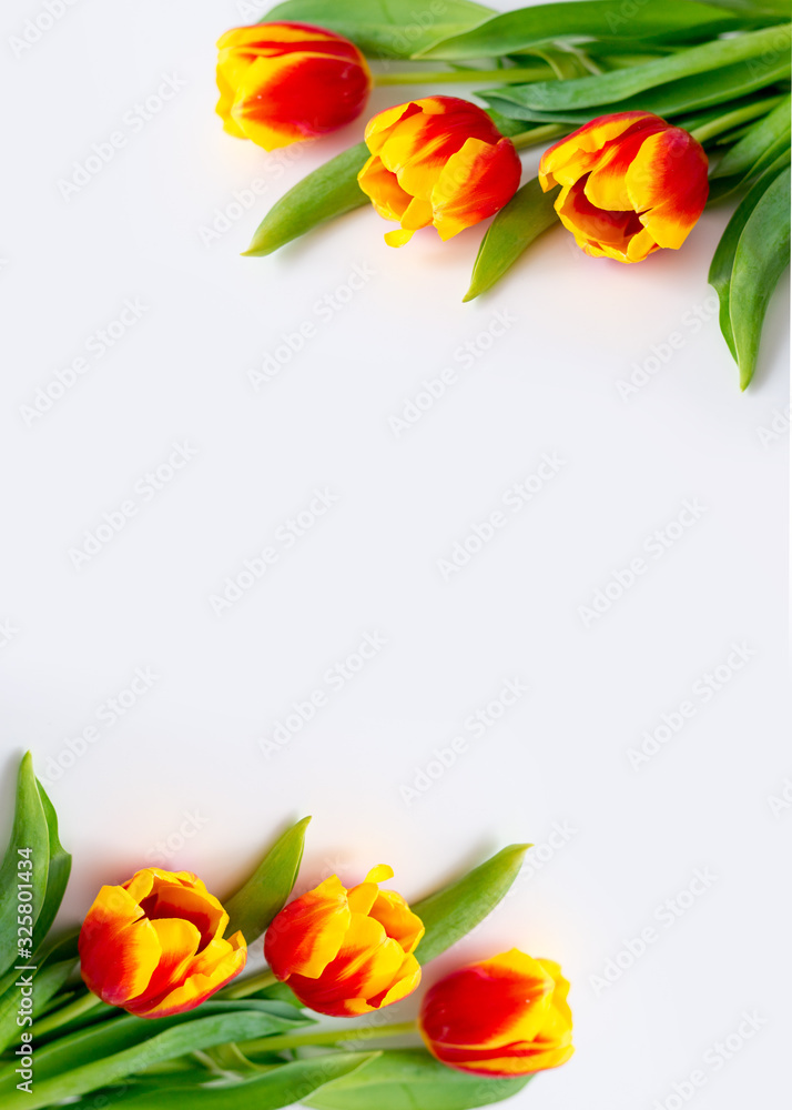 tulips yellow red on a white background tulips yellow red on a white background