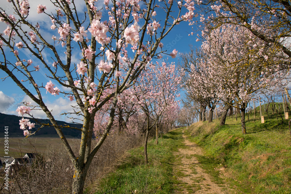 Mandelblüte auf dem Mandelberg bei Mittelwihr im Elsass
