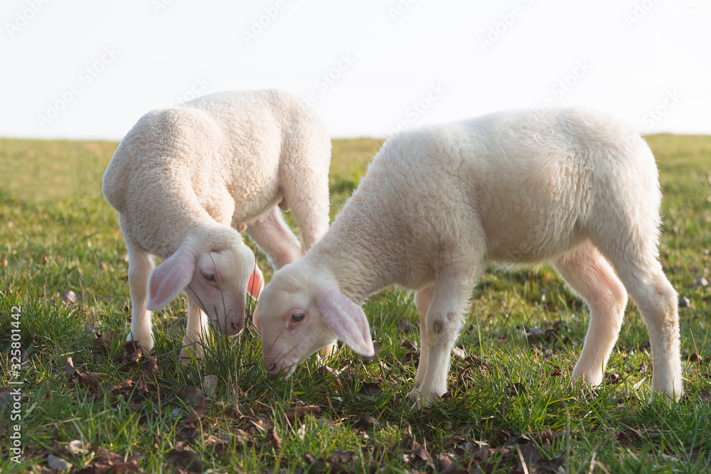Obraz premium Two young lambs on a meadow
