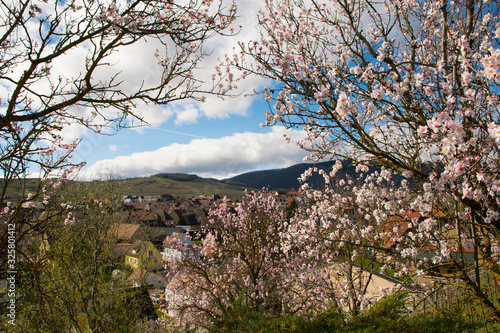 Wallpaper Mural Mandelblüte auf dem Mandelberg bei Mittelwihr im Elsass Torontodigital.ca