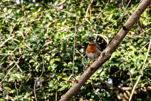 Robin Bird perched on tree branches redbreast outdoors nature