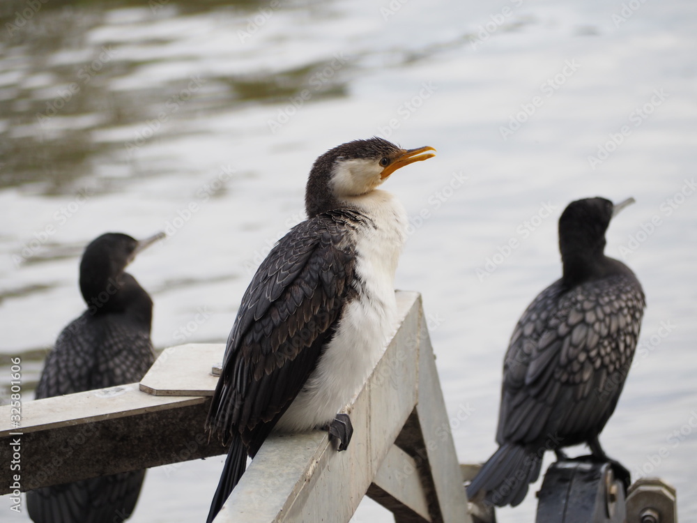 Fototapeta premium Some cormorants ready to eat