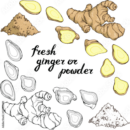 Vector set with hand drawn ginger : fresh root, slices, powder. Line art and in realistic colors. Hand written lettering
