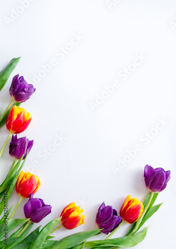 tulips yellow red purple on a white background. Frame for greeting card with place for text