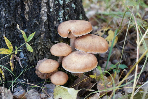 A group of mushrooms Northern honey agaric (Armillaria borealis) grows on a birch tree among fallen leaves in the autumn forest.