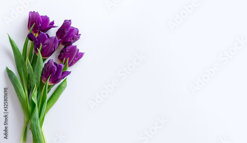 purple tulips on a white background. spring frame for greeting card with place for text