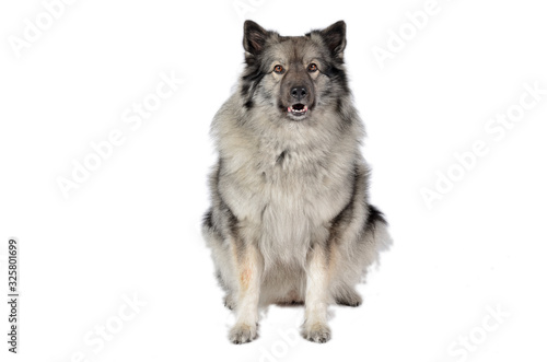 Hund im Fotostudio Wolfsspitz