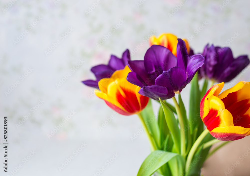 purple, red, yellow tulips close-up. spring flower background purple, red, yellow tulips close-up. spring flower background