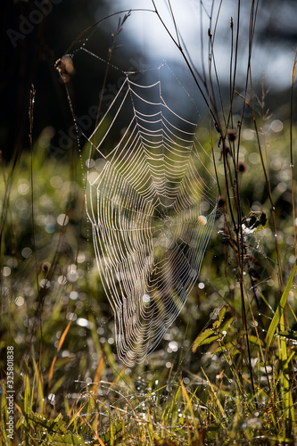 Spider web outdoors on a meadow