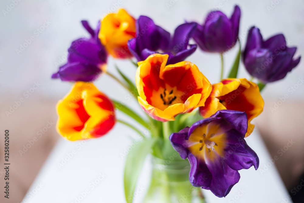 purple, red, yellow tulips close-up. spring flower background purple, red, yellow tulips close-up. spring flower background