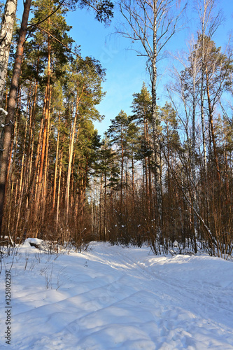  snowy meadow with a ski track in a pine forest
