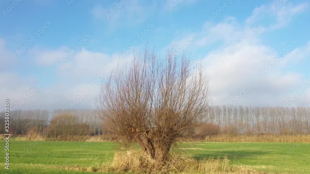 Aerial view of pollard willow in winter, a rustic and tranquil video that slowly turns around the willlow Aerial view of pollard willow in winter, a rustic and tranquil video that slowly turns around the willlow