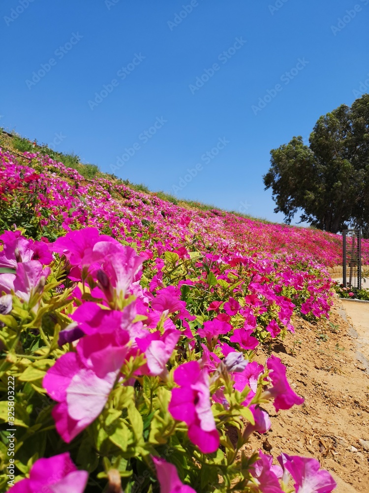 Obraz premium flower