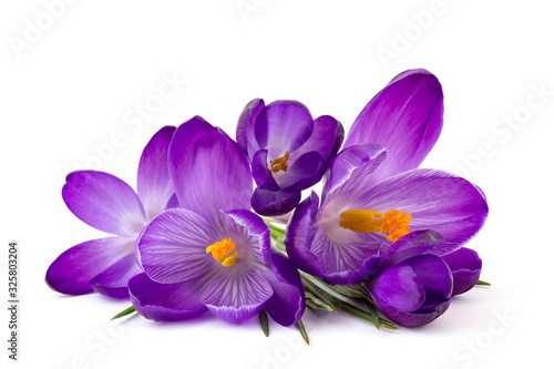 crocus - one of the first spring flowers