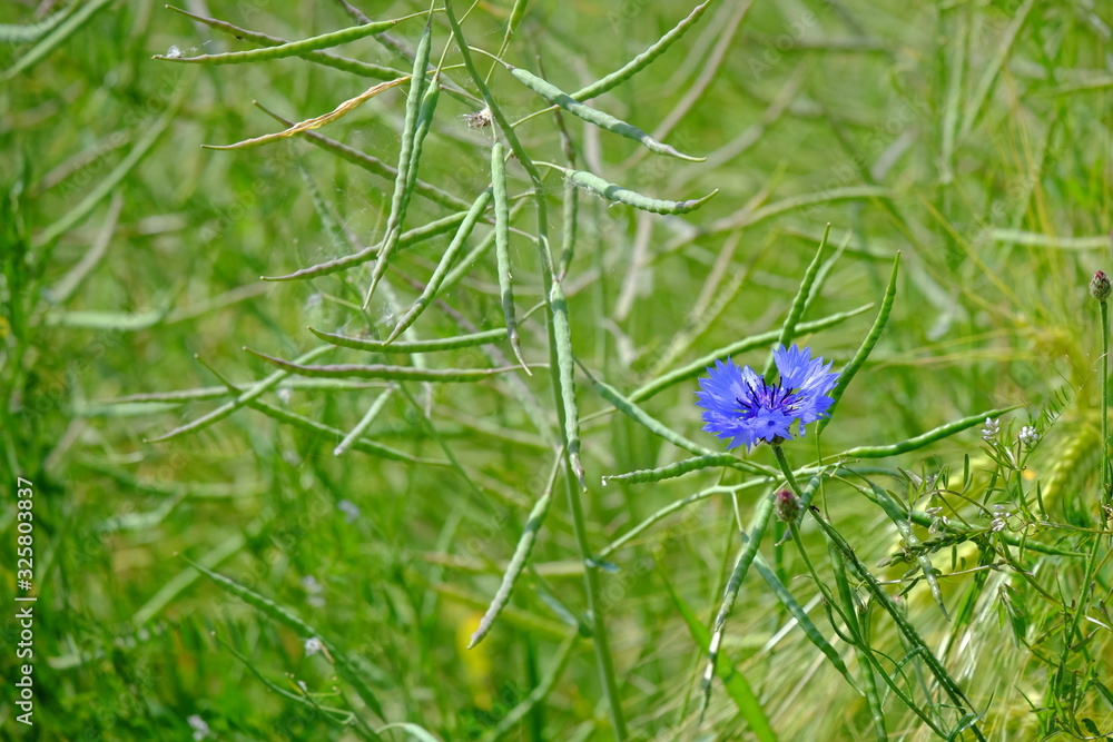 Flora und Fauna in Marktredwitz Flora und Fauna in Marktredwitz