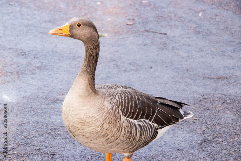 Goose Geese Bird Close up neck feathers wings outdoors london UK Goose Geese Bird Close up neck feathers wings outdoors london UK