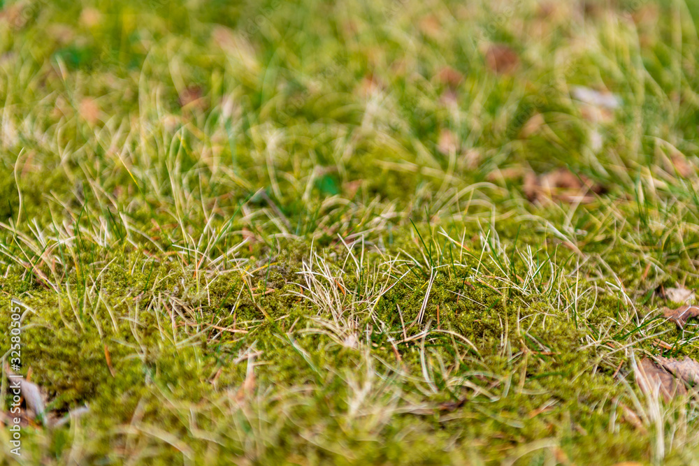Down and green grass with dew in the spring Down and green grass with dew in the spring
