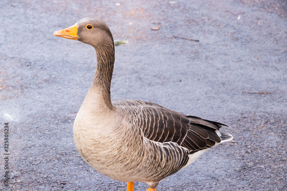 Goose Geese Bird Close up neck feathers wings outdoors london UK Goose Geese Bird Close up neck feathers wings outdoors london UK