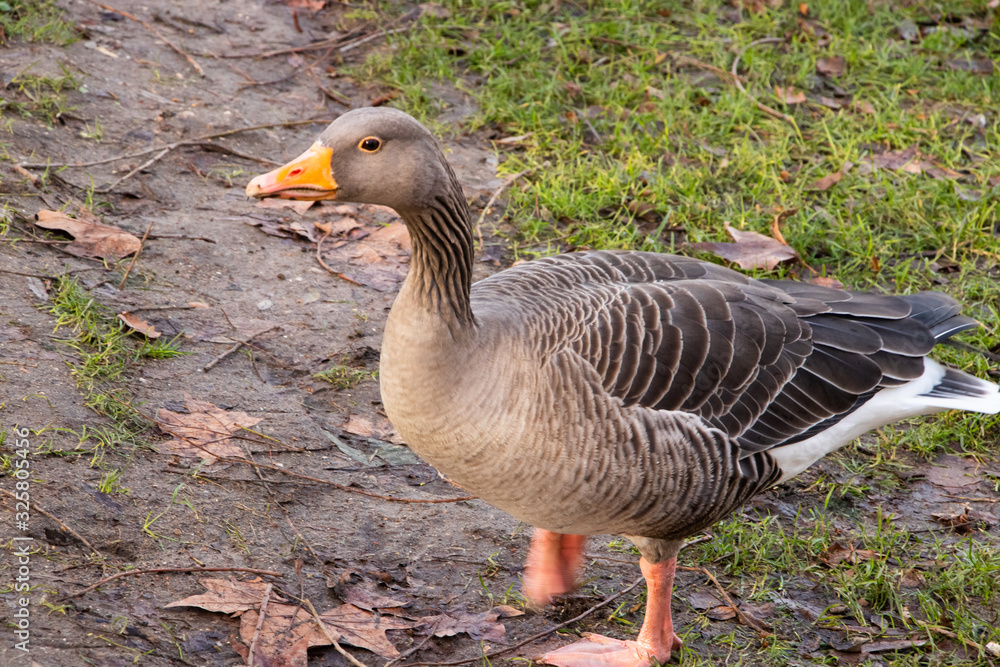 Goose Geese Bird Close up neck feathers wings outdoors london UK Goose Geese Bird Close up neck feathers wings outdoors london UK