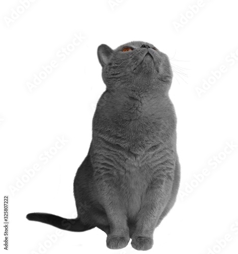 british cat isolated on white background