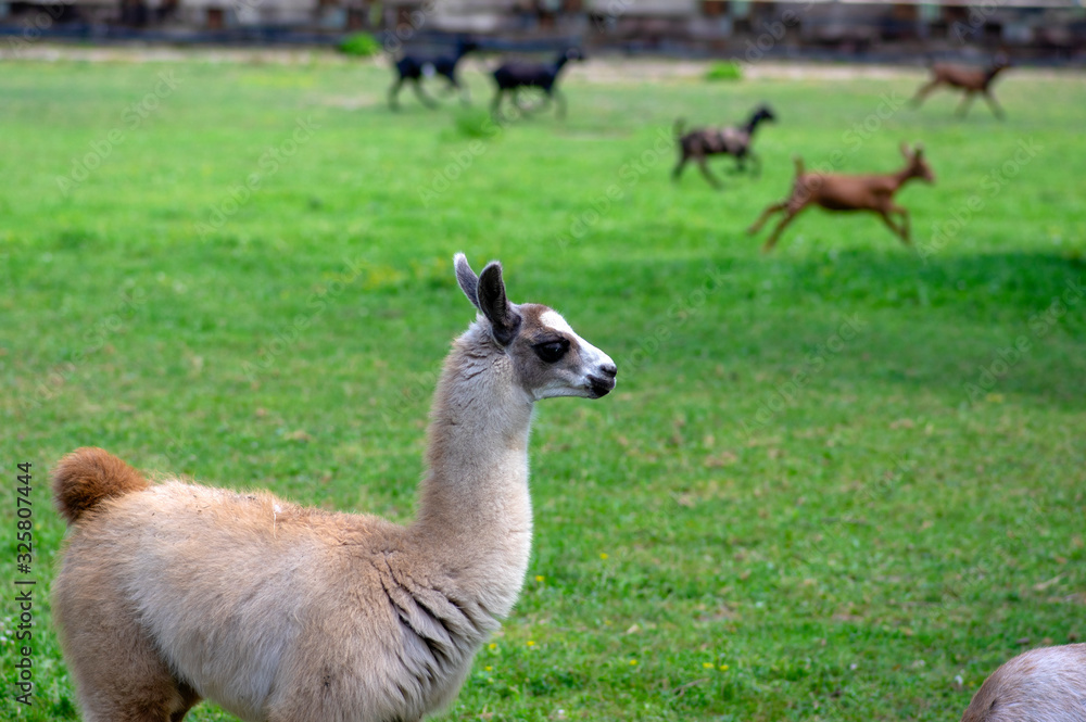 Young baby llama Lama glama portrait, beautiful hairy animal with amazing big eyes, light cream brown white color