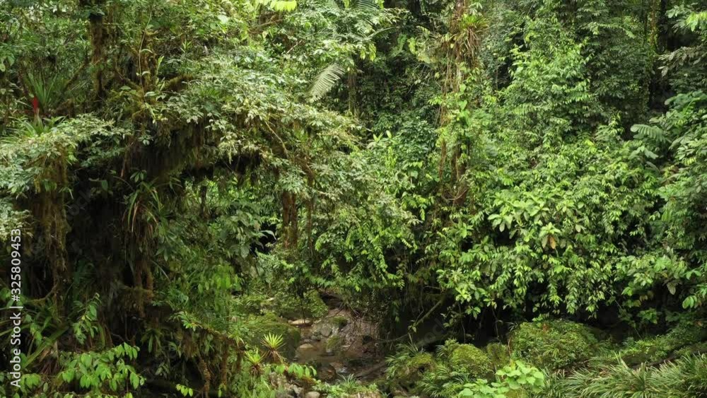 Aerial view of a tropical forest starting at the ground and slowly moving to the tree crowns Aerial view of a tropical forest starting at the ground and slowly moving to the tree crowns