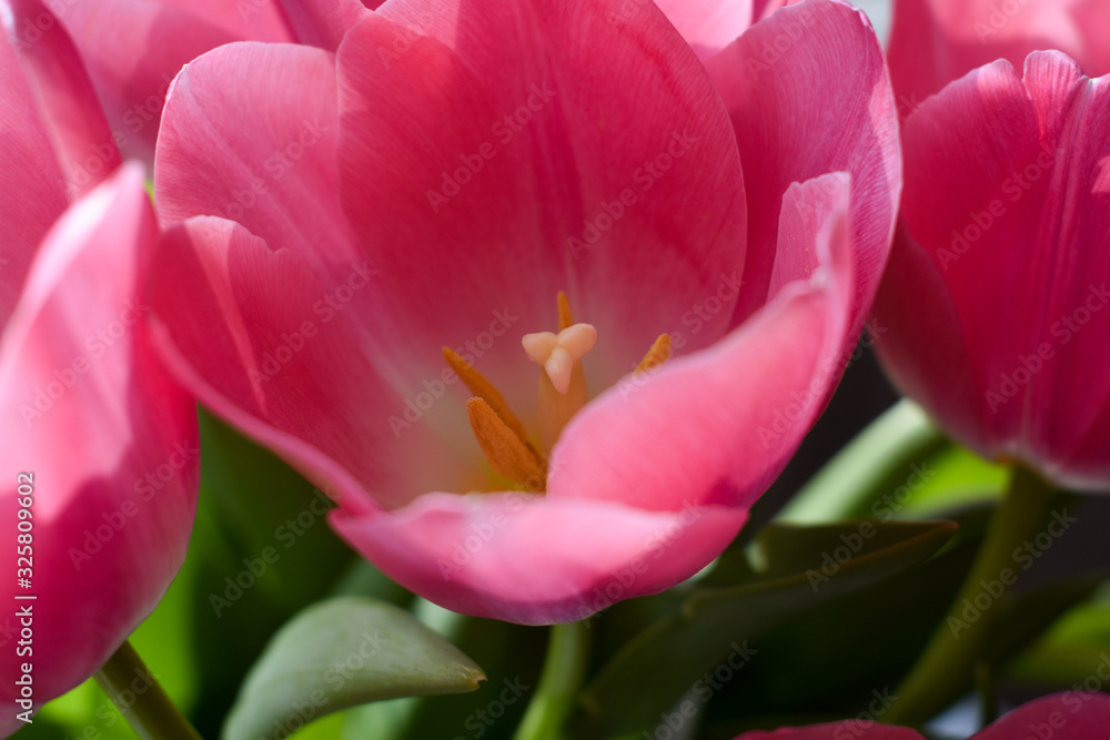  bouquet of pink tulips in the sun