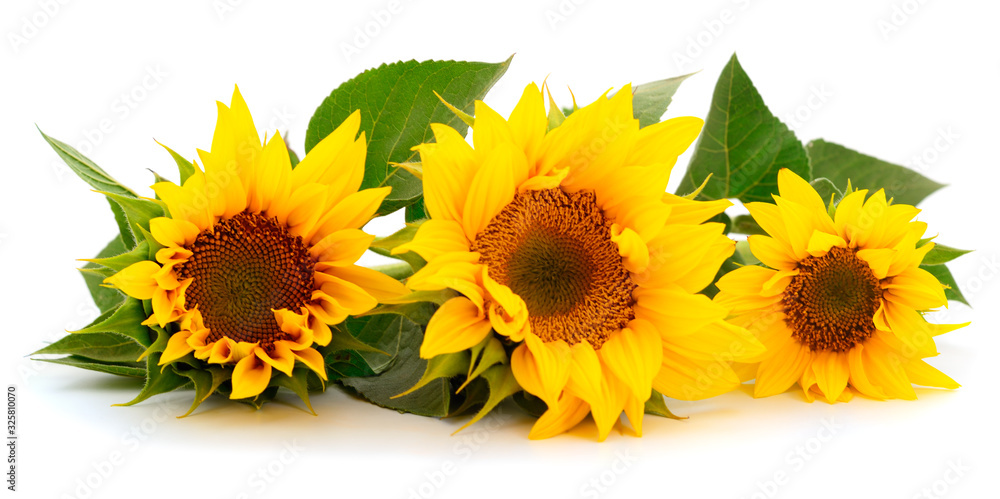 Group of yellow bright beautiful sunflower flowers. Group of yellow bright beautiful sunflower flowers.