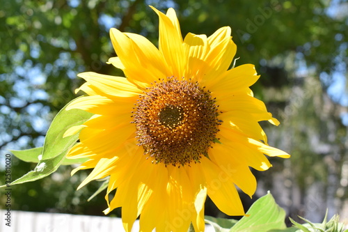 Sonnenblume 2