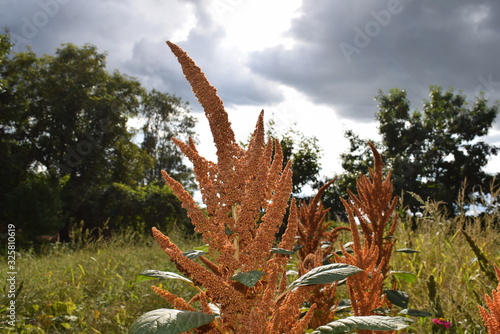 Natur