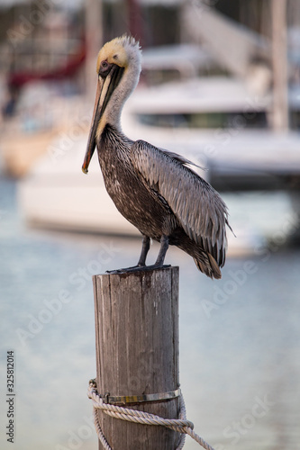 Fényképezés Pre-breeding adult American brown pelican