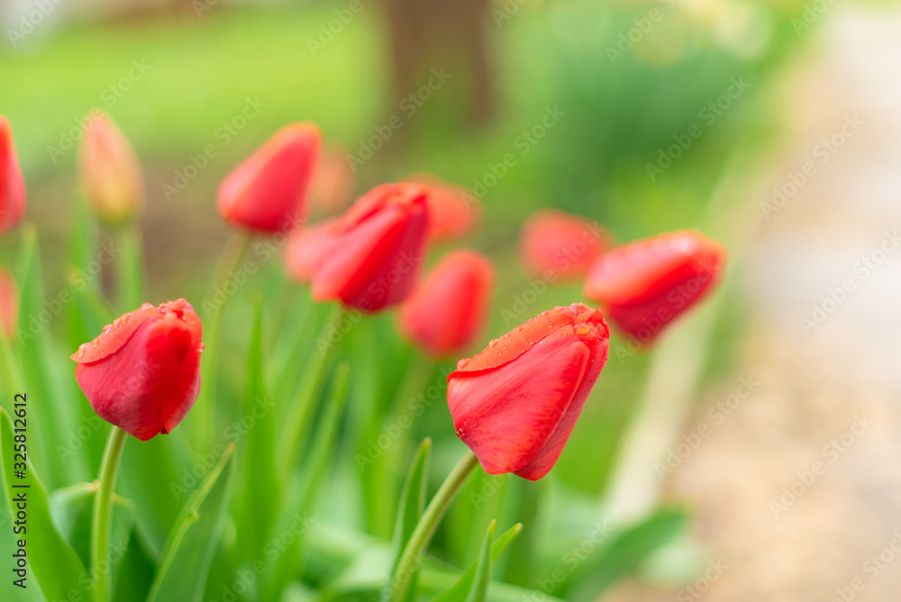 Buds of red tulips with small water drops, growing in a garden, close up. Women's day, 8 March, design, greeting card concept. Buds of red tulips with small water drops, growing in a garden, close up. Women's day, 8 March, design, greeting card concept.