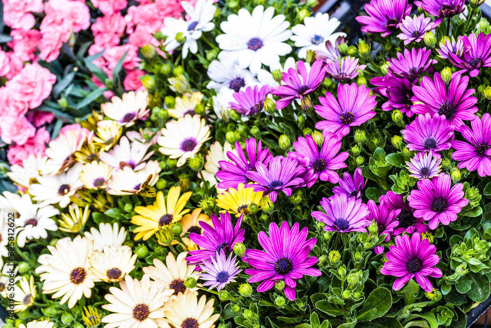 colorful flowers background colorful flowers background
