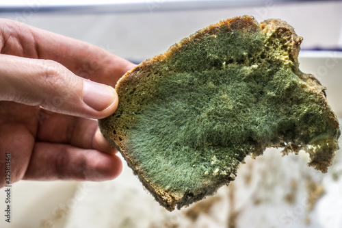 Woman holding moldy rotten bread on white background. Inappropriate attitude toward food, modern life, consumerism concept. Wasting food conceptual photo. Covered with mildew. 