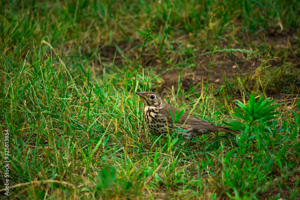 small gray bird looking for food for feed. small gray bird looking for food for feed.