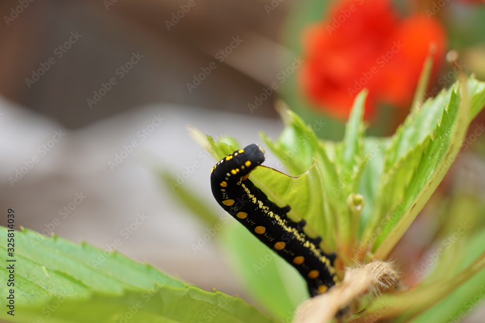 Arcte coerula, Ramie Moth Caterpillar is eating the leaves of plants in the garden Arcte coerula, Ramie Moth Caterpillar is eating the leaves of plants in the garden