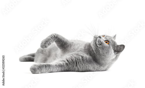 Cat with a playful mood on isolation