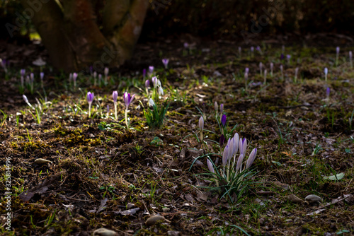 spring crocus flowers