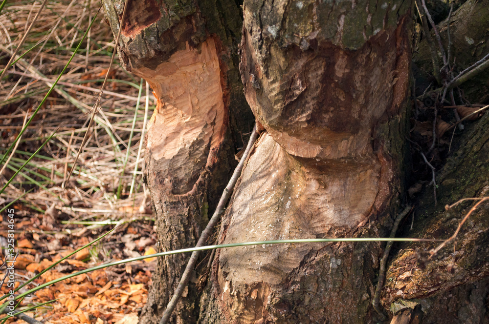 gnawed by the beauty of the tree gnawed by the beauty of the tree
